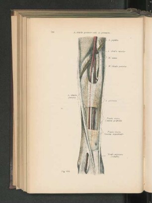 Fig. 616. A. tibialis poterior und A. peronaea.