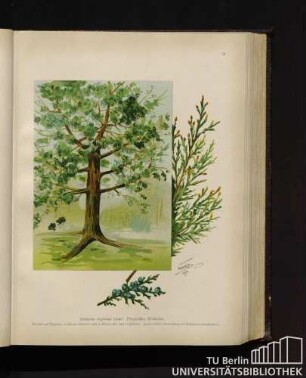 Juniperus virginiana Linné. Virginischer Wacholder.