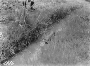 Antilope : Eim Impala in einem Wassergraben