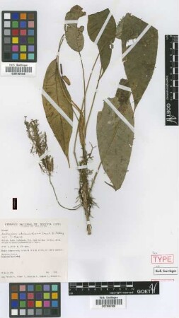 Anthurium ottobuchtienii Croat & Acebey [paratype]