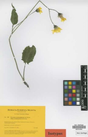 Hieracium permaculatum Gottschl. subsp. cacuminicola Gottschl.[isotype]