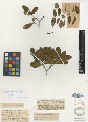 Calycogonium plicatum Griseb. [lectotype]
