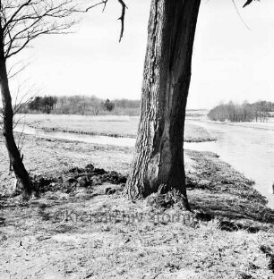 Brenner Moor: die Trave, vorne zwei Bäume
