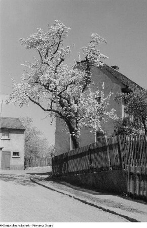 Blick auf einen blühenden Obstbaum vor einem Haus