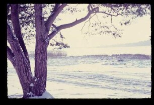An der Havel 10.1.54.