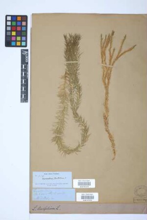 Phlegmariurus linifolius (L.) comb. ined.