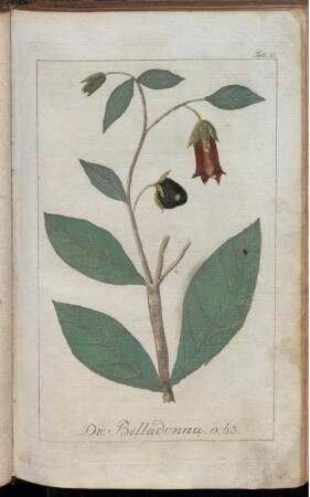 Tab. 11. Die Belladonna.