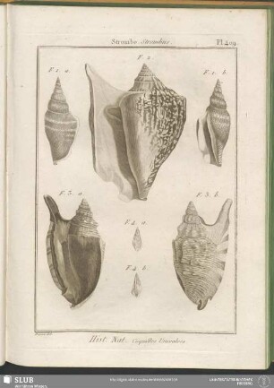 Pl. 409. Strombe. Strombus