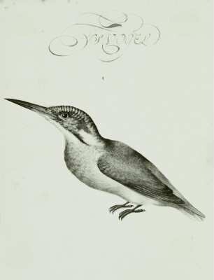 Holländisches Vogelbuch: Eisvogel - Alcedo atthis L.