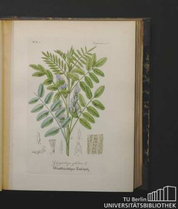 Leguminosae. Glycyrrhiza glabra L. Glattfrüchtiges Süssholz.