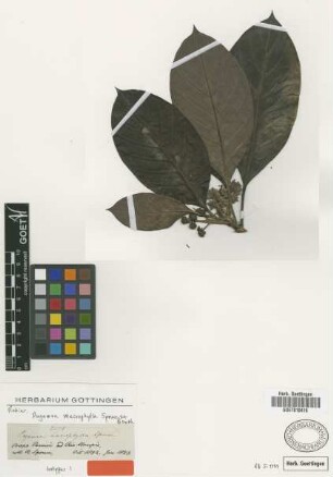 Pagamea macrophylla Spruce ex Benth. [isotype]
