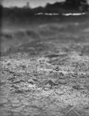 Flussregenpfeifer : Flussregenpfeifer (Charadrius dubius Scopoli) kommt zum Nest.
