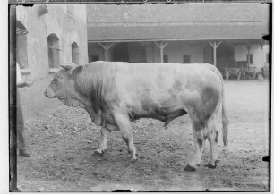 Landwirtschaftskammer Sigmaringen 1934 - Tieraufnahmen Stier