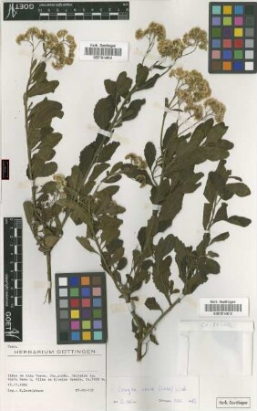 Conyza varia (Webb) Wild