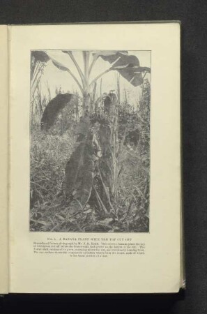 Fig. 2 Banana plant with the top cut off