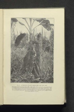 Fig. 2 Banana plant with the top cut off