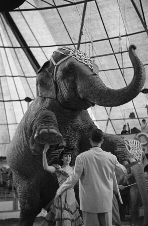 Eine Artistin unter einem sich aufbäumenden Zirkuselefanten, im Vordergrund der Dompteur, bei einem Auftritt vor Publikum in der Manege des Volkseigenen Circus Aeros