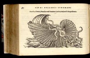Nautilus vel Nauticus