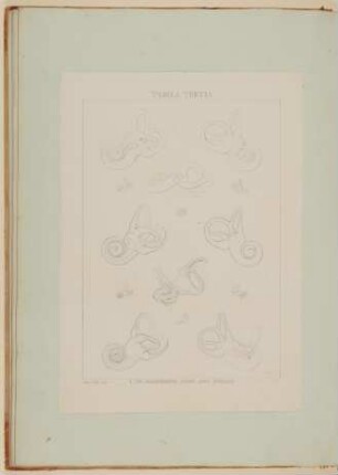 Das Innere des menschlichen Hörorganes: Labyrinth [Vorzeichnung zu Samuel Thomas Soemmerring, Abbildungen des menschlichen Hörorganes, Frankfurt am Main 1806, Tafel III ("linearische" Darstellung)]
