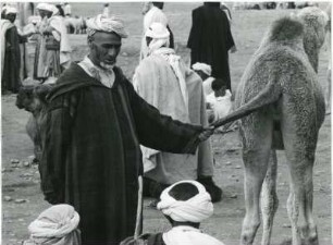 Heiratsmarkt der Berber : Mann mit Dromedar auf dem Heiratsmarkt der Berber im Hohen Atlas bei Ksar Agdim.