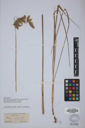 Hierochloe redolens (Vahl) Roem. & Schult. var. antarctica