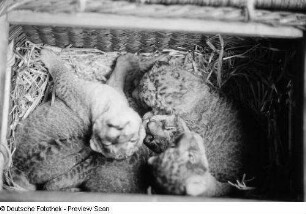 Leopardenbabys in einem Korb
