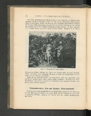 Abb. 77. Beerntung des reifen Kaffees.