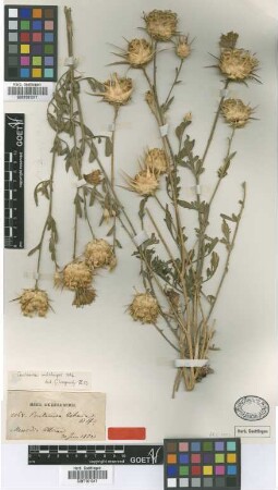 Centaurea achaia Boiss. & Heldr.