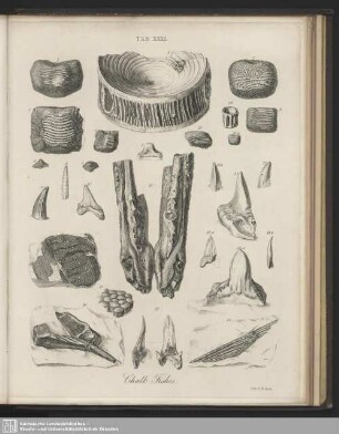 Tab. XXXI. Chalk Fishes