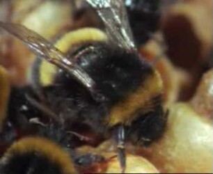 Bombus terrestris (Apidae) - Sammeln, Eintragen und Einlagern von Pollen