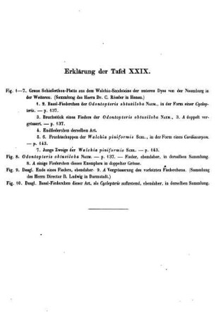 Erklärung der Taf. XXIX.