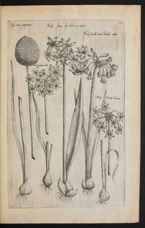 Taf. 60. [Lauch oder Moly]