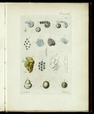 [4], [4], Taf: [Fauna Del Regno Di Napoli Ossia Enumerazione Di Tutti Gli Animali Che Abitano Le Diverse Regioni Di Questo Regno E Le Acque Che Le Bagnano. [4]. [Animali Raggiati]. [4]