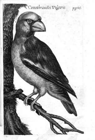 Coccothraustes Vulgaris