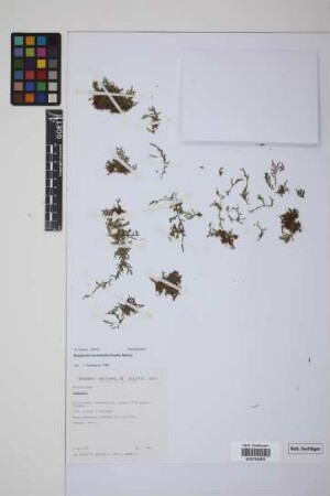 Selaginella microphylla (Kunth) Spring