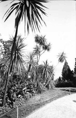 Mainau, Insel Mainau: Palmen, Durchblick auf See