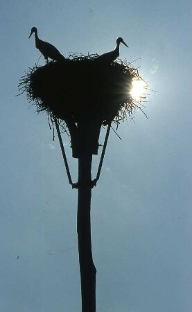 Störche im Oderbruch : Störche im Oderbruch. Aufgenommen 2001