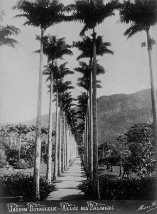 Königsplamenallee : Königspalmenallee in Pernambuco