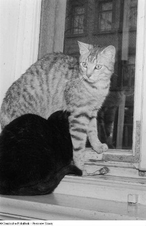 Zwei Katzen am Fenster