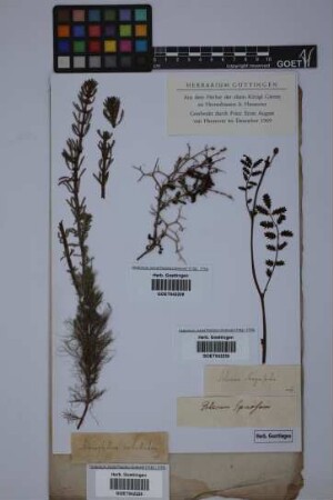 Sarcopoterium spinosum (L.) Spach