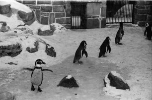 Winter im Karlsruher Zoo.