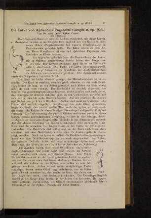 Die Larve von Aphapbius Paganettii Ganglb. n. sp. (Col.)