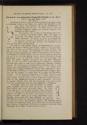 Die Larve von Aphapbius Paganettii Ganglb. n. sp. (Col.)