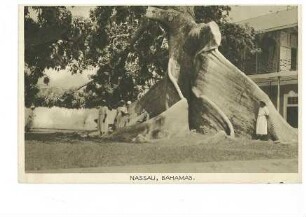 Große Baumwurzel und mehrere Personen in Nassau