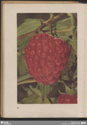 Himbeere