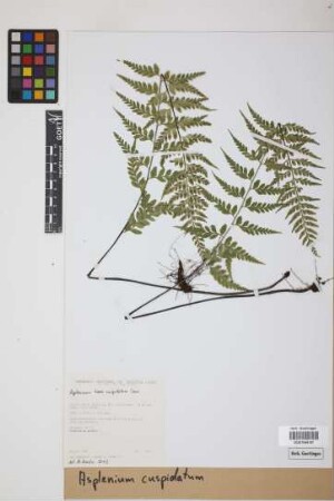 Asplenium cuspidatum Lam.