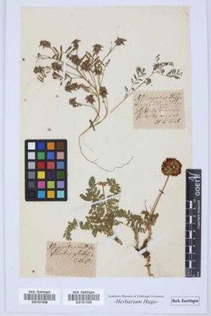 Astragalus