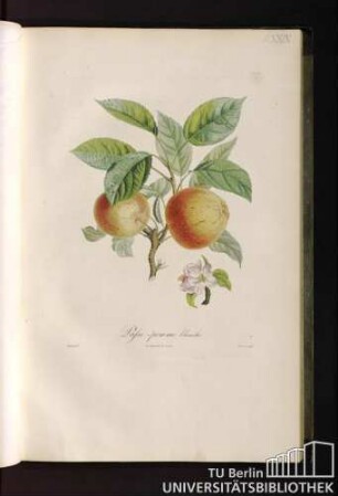 Passe-pomme blanche.