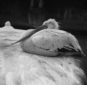 Zootiere. Pelikan im Leipziger Zoo