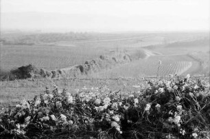 Merdingen: Wege am Tuniberg im November bei Merdingen